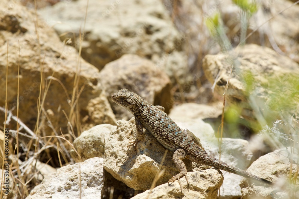 Lizard in the high desert at Smith Rock State Park, Central Oregon Lizard in the high desert at Smith Rock State Park, Central Oregon
