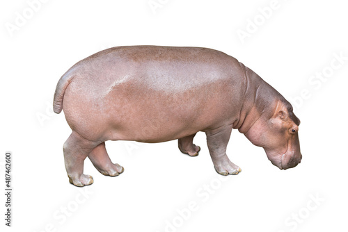 Hippopotamus isolated on white background. Hippopotamus amphibius, or hippo, is a large, mostly herbivorous, semiaquatic mammal native to sub-Saharan Africa
