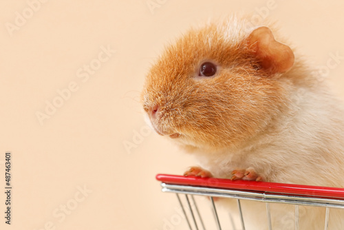 Funny Guinea pig in shopping basket on beige background photo