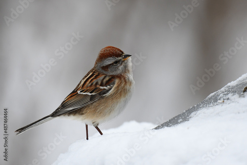 Close up of an American Tree Sparrow standing  on a bird feeder covered with snow