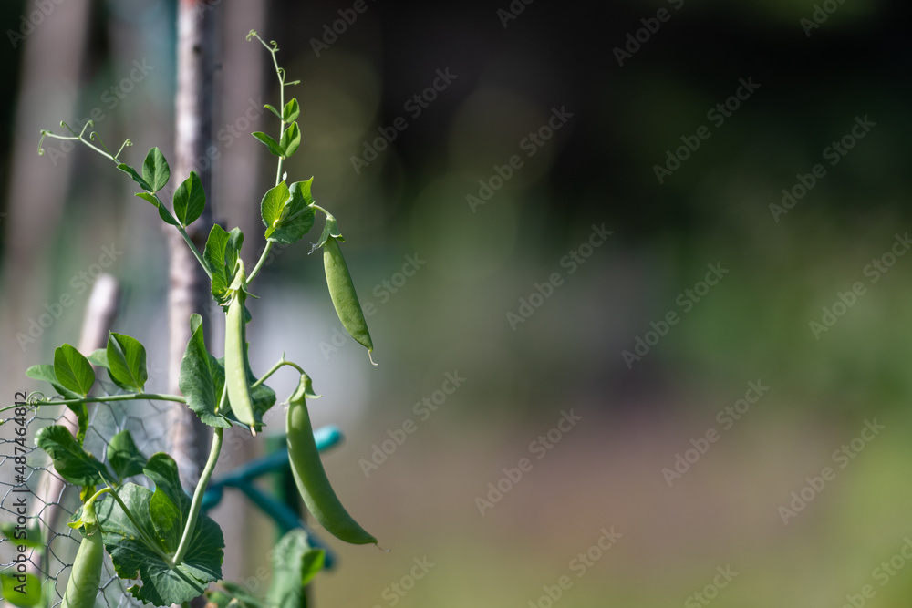 Vibrant green sweet pea pods growing on a vine on a farm. The raw organic string beans are hanging on cultivated plants surrounded by lush leaves. The cluster of vegetables is growing on shrubs. Vibrant green sweet pea pods growing on a vine on a farm. The raw organic string beans are hanging on cultivated plants surrounded by lush leaves. The cluster of vegetables is growing on shrubs.