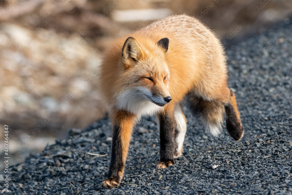 A close up of a wild young red fox's head staring forward with piercing eyes. The animal has pointy ears, a black muzzle, a fluffy red fur cat, and a cute look on its face. The background is blue.  