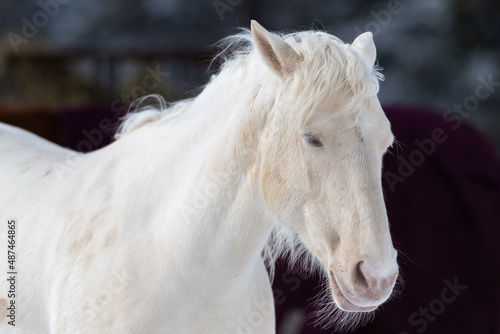 A portrait of a pure white horse with pointy ears, a muscular body, pink skin, white hair, long white hair mane, and blue eyes. The domestic animal has a dark background. The hair on its face is thin.