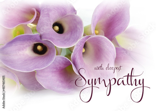 Purple calla lily flowers isolated on white vignetting background with sympathy wording. Sympathy greeting card. Banner