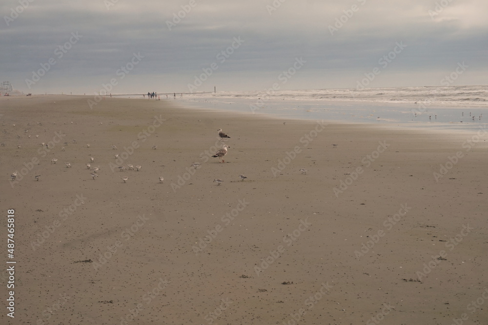 People Walking, Seagull, Terns on Sandy Beach with Ocean Water and Sky in Daylight People Walking, Seagull, Terns on Sandy Beach with Ocean Water and Sky in Daylight