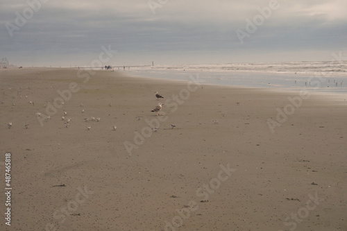 People Walking, Seagull, Terns on Sandy Beach with Ocean Water and Sky in Daylight