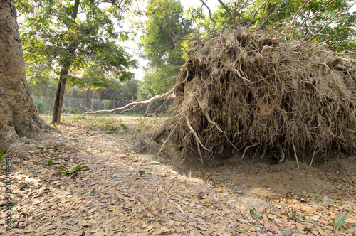 Uprooted tree in jungle, Indian deforestation , imbalance in nature - stock image