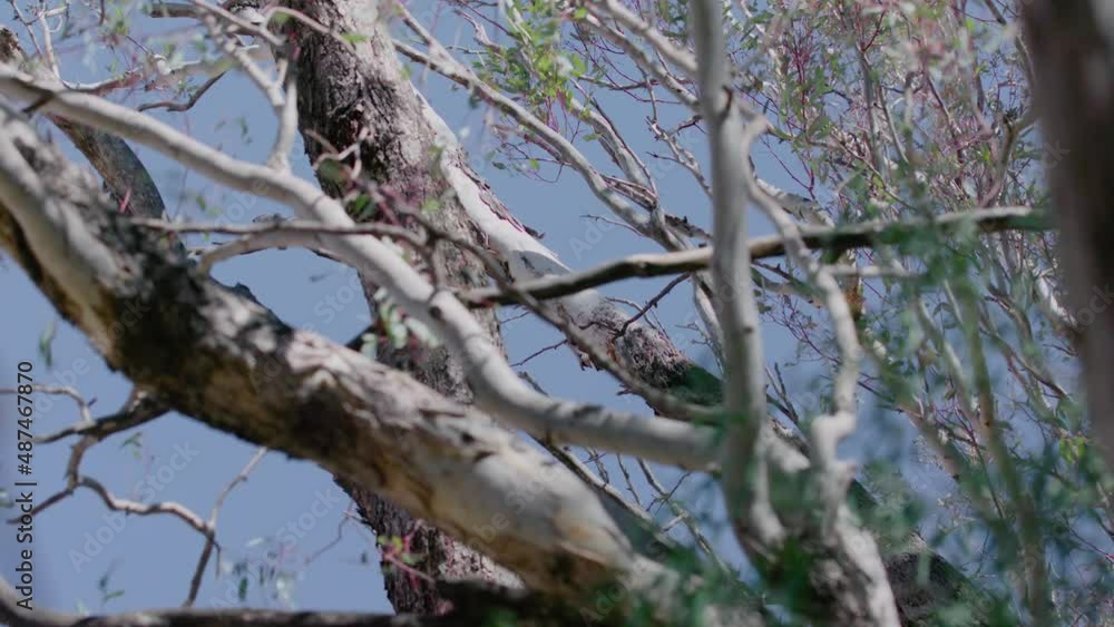 Tree branches waving in the breeze. Tree branches waving in the breeze.