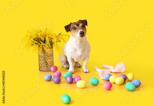 Cute Jack Russel terrier wi...