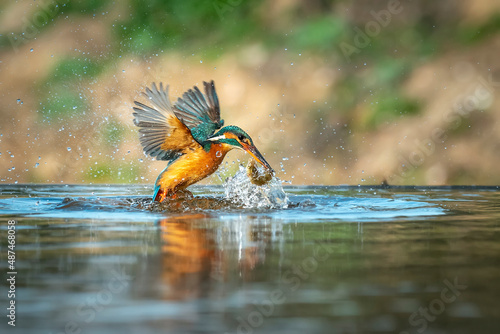 Common European Kingfisher (Alcedo atthis). canoe boat flying after coming out of the water with caught fish prey in its beak