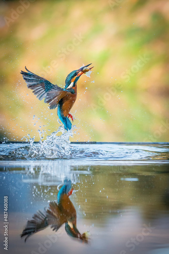 Common European Kingfisher (Alcedo atthis). canoe boat flying after coming out of the water with caught fish prey in its beak