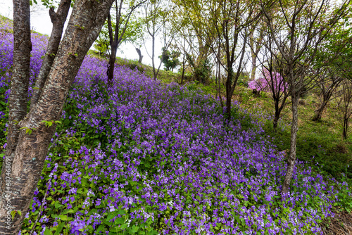 Wallpaper Mural ムラサキハナナが群生する斜面【オオアラセイトウOrychophragmus violaceus】／日本埼玉県【花桃の郷】 Torontodigital.ca