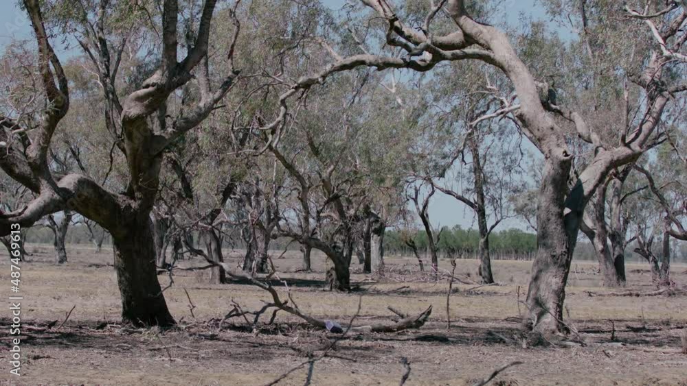 View under a bunch of trees in a dry and dusty paddock during a drought. View under a bunch of trees in a dry and dusty paddock during a drought.