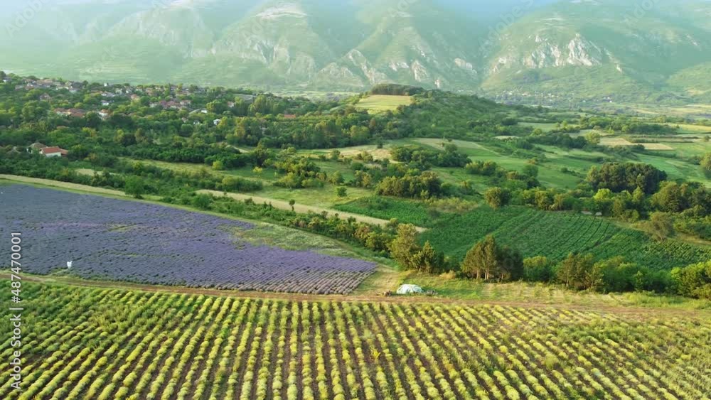 Aerial view of Fields of lavender plantations and beautiful landscape Aerial view of Fields of lavender plantations and beautiful landscape