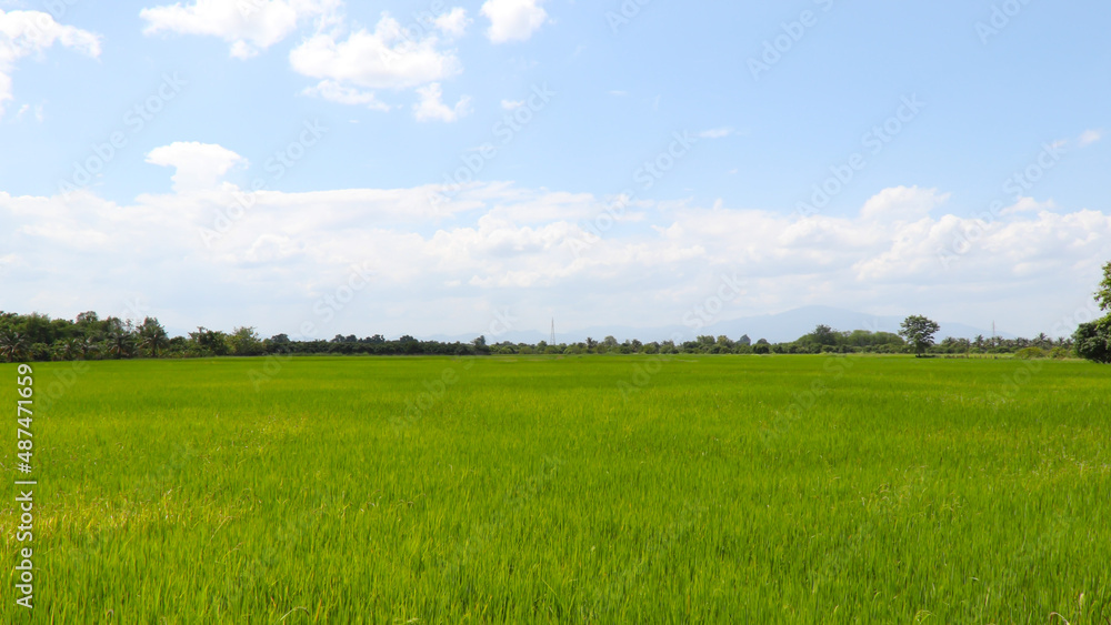 Wide angle of field with the sky in the morning, blue sky and soft clouds 