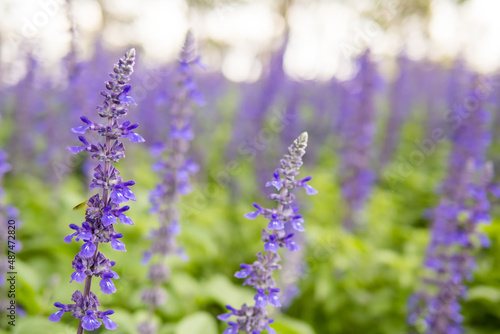 Beautiful blue and purple fresh flowers full blooming in garden, Blue salvia flower field background, Close up, Soft focus