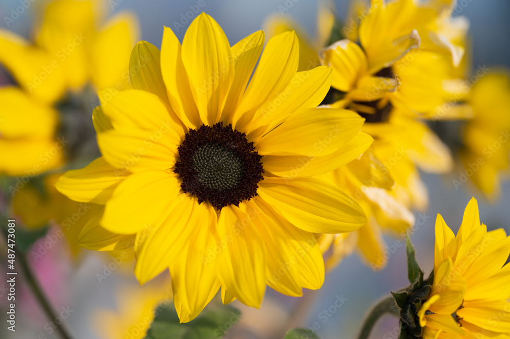 Naklejka premium Close up of sunflower flowers