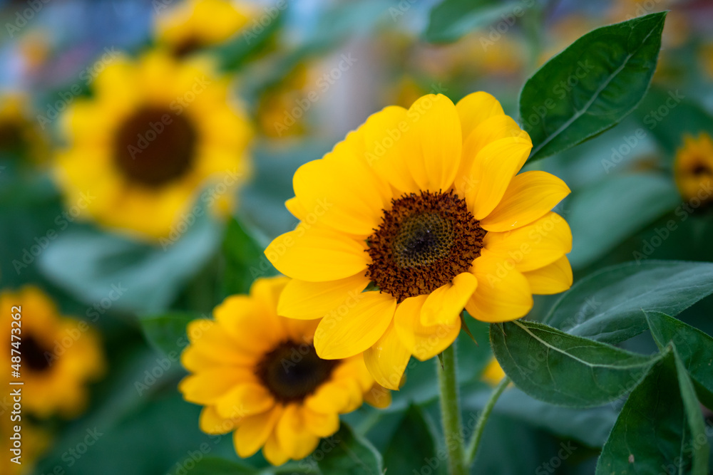 Beautiful field of blooming sunflowers in garden, Sunflower background closeup and soft focus. Beautiful field of blooming sunflowers in garden, Sunflower background closeup and soft focus.