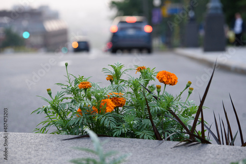 flowers in the street