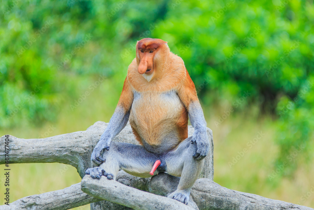 Fototapeta premium proboscis monkey or nasalis larvatus