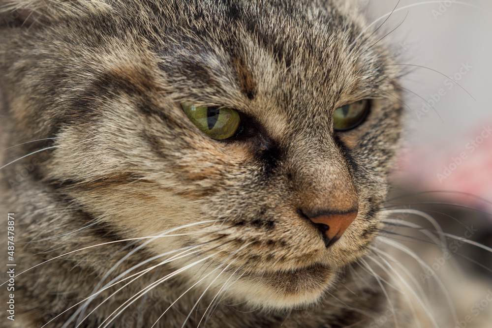 portrait of a domestic cat with green eyes and a sly look