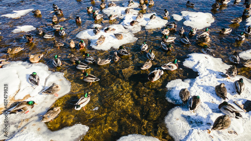 Ducks on the river on a sunny day in winter