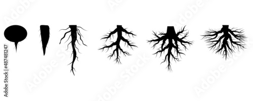 Roots set. Design spring tree illustration. Floral branch. Nature background. Vector illustration. stock image. © Лена Полякевич
