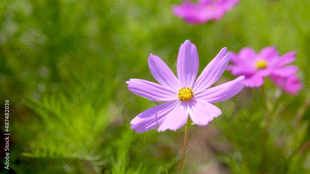 Cosmos flower with blurred background, cosmos flower blooming in the field,
closeup and soft focus. Cosmos flower with blurred background, cosmos flower blooming in the field,
closeup and soft focus.
