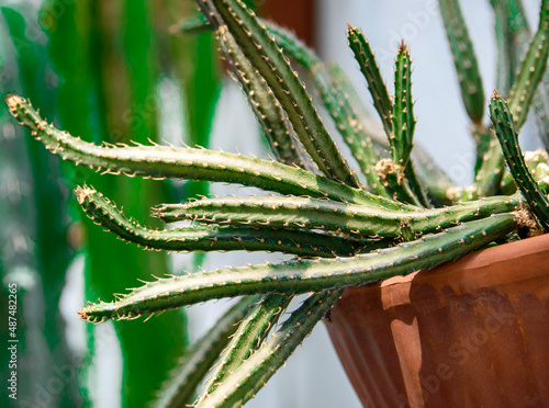 aloe vera plant