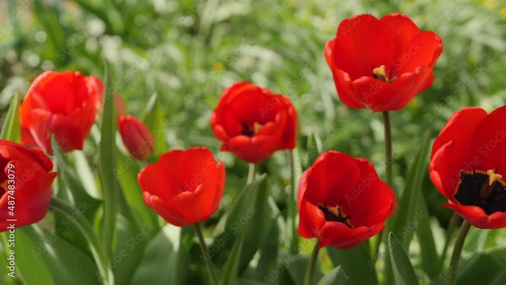 Beautiful red tulip flowers and green leaves in flower shop. Saint Valentine's Day or feast of Saint Valentine Beautiful red tulip flowers and green leaves in flower shop. Saint Valentine's Day or feast of Saint Valentine