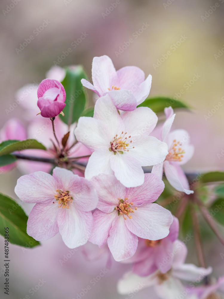 Fresh pink flowers of a blossoming apple tree with blured background