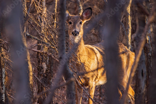 Closeup shot of White-tailed deer in a forest