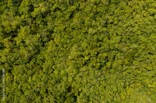 Green trees summer forest. Aerial view