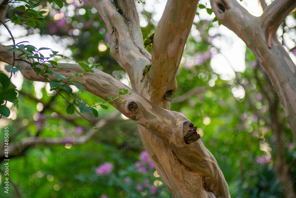 a lot of gnarled tree branches grow beautifully a lot of gnarled tree branches grow beautifully