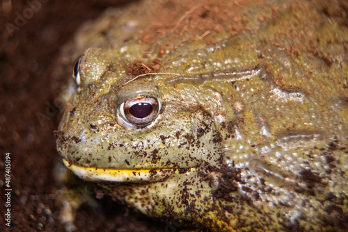 African Bull Frog (Pyxicephalus adsperus). Also known as the Pixie Frog. High quality photo photo