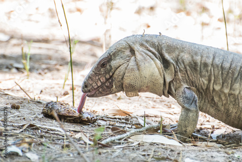 iguana on dirt soil with vegetation photo