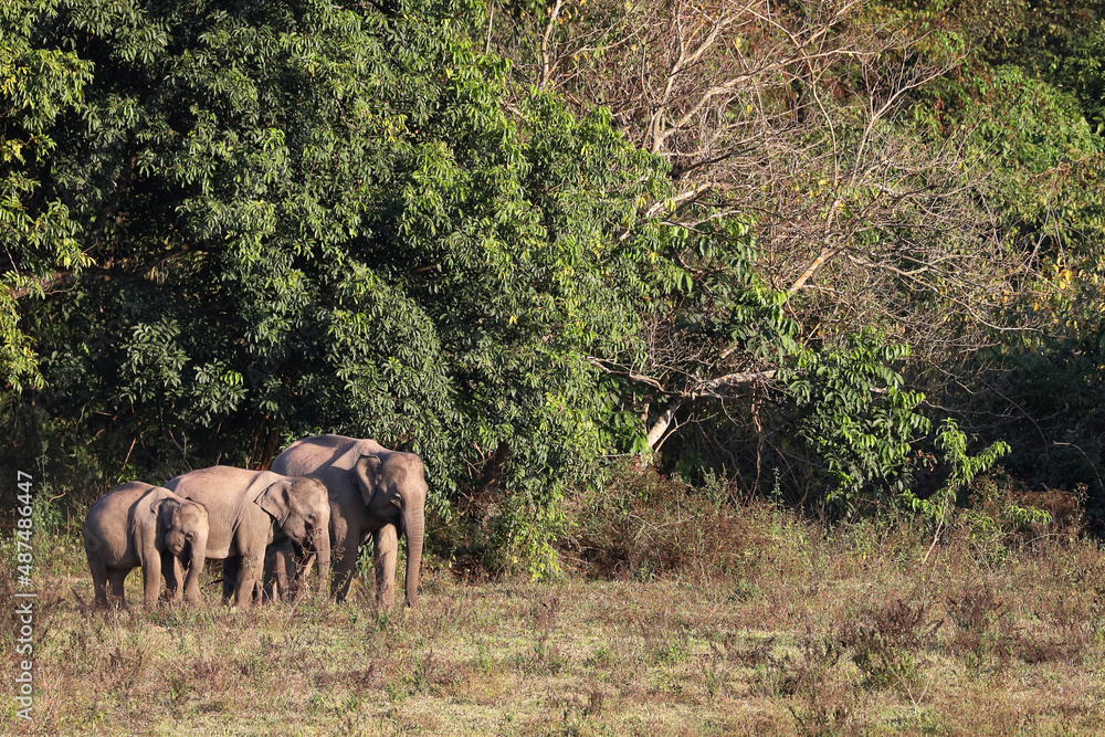 Herd of elephants in Kui Buri National Park.