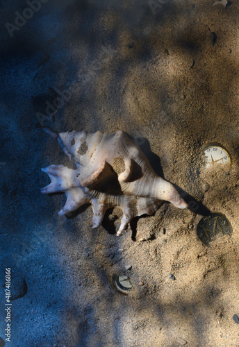 Still-life. A large clam shell on the sand surrounded by old coins and watches. Imitation of the seabed