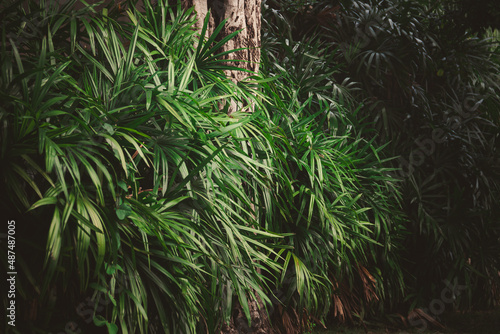 Leaves in the forest Beautiful nature background of vertical garden with tropical green leaf