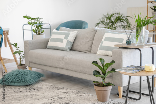 Stylish grey sofa with houseplants in modern interior of living room