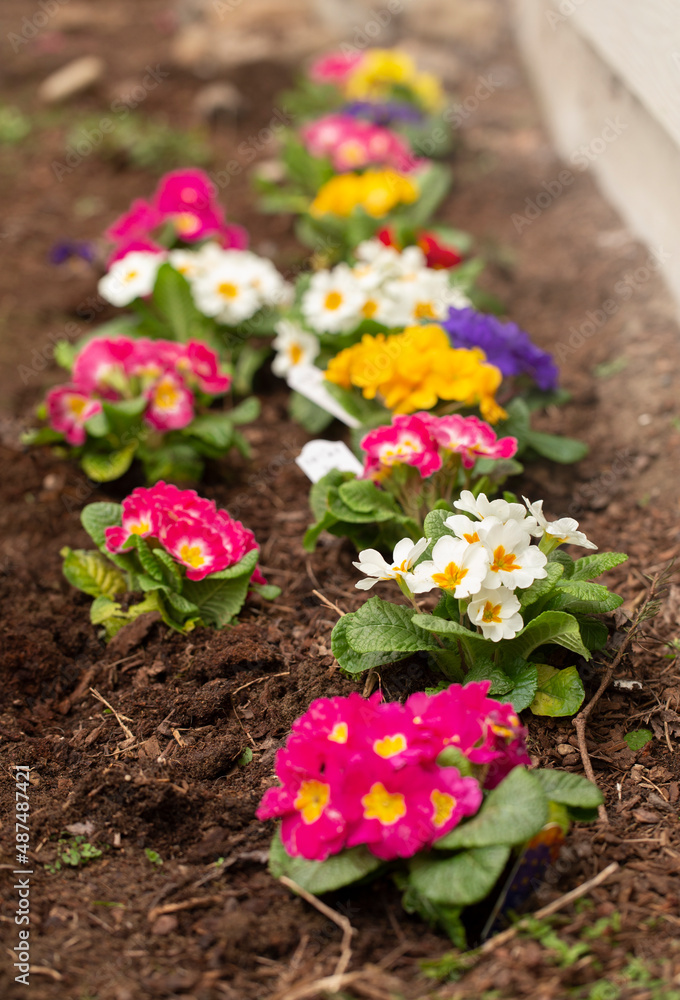 Rows of Primrose Planted in the Dirt
