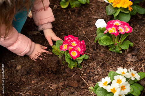 A Young Child Planting Primrose Flowers in the Flower Bed