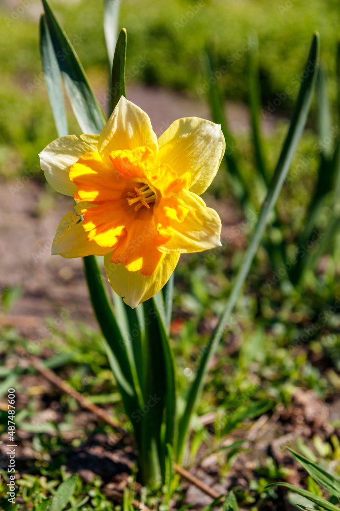 Yellow daffodil flower in a garden. Beautiful narcissus on flowerbed Yellow daffodil flower in a garden. Beautiful narcissus on flowerbed