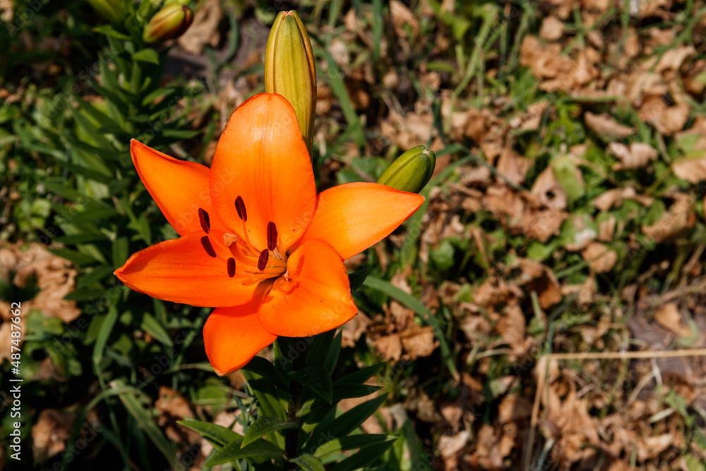 Oriental lily in flower bed in the garden Oriental lily in flower bed in the garden