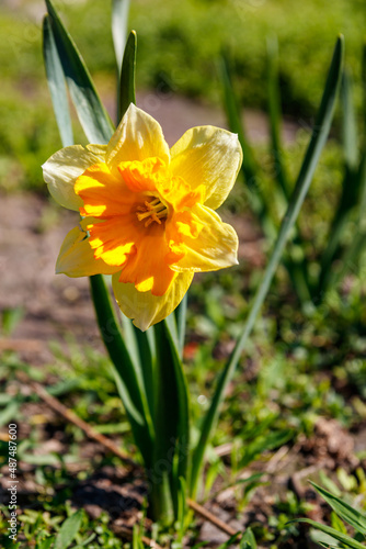 Yellow daffodil flower in a garden. Beautiful narcissus on flowerbed