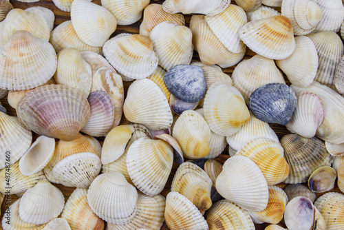 Background of the sea shells. Summer vacation concept