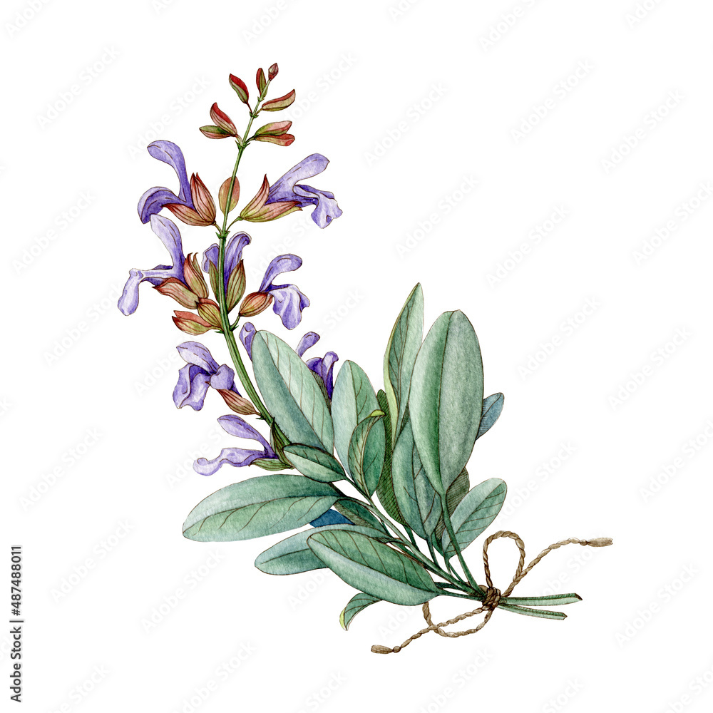 Sage herb watercolor illustration. Hand drawn salvia plant. Realistic botanical sage organic plant. Natural salvia bunch with flowers and green leaves. Organic healthy medical herb. White background - obrazy, fototapety, plakaty 
