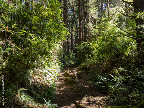 A footpath through a lush forest in Redwoods National Park.