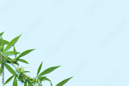 Cannabis bush on blue background  closeup