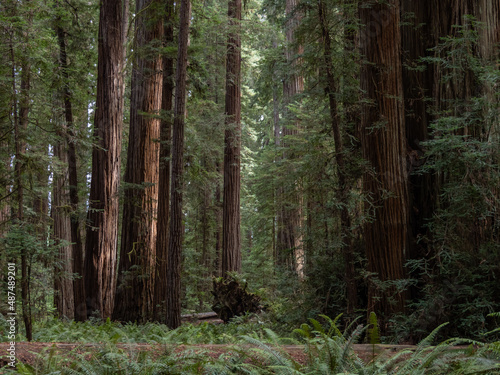 A dense grove of coastal redwoods in California.